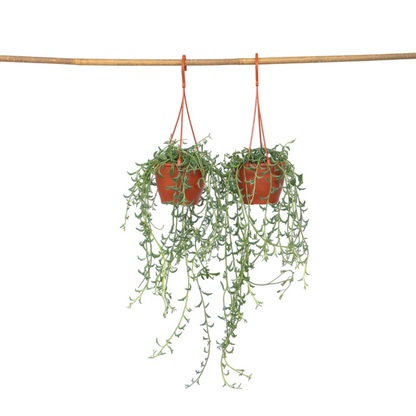 Cadena De Delfines - 2 Pzs - Senecio Peregrinus - Altura 10-20cm - ⌀12cm_0