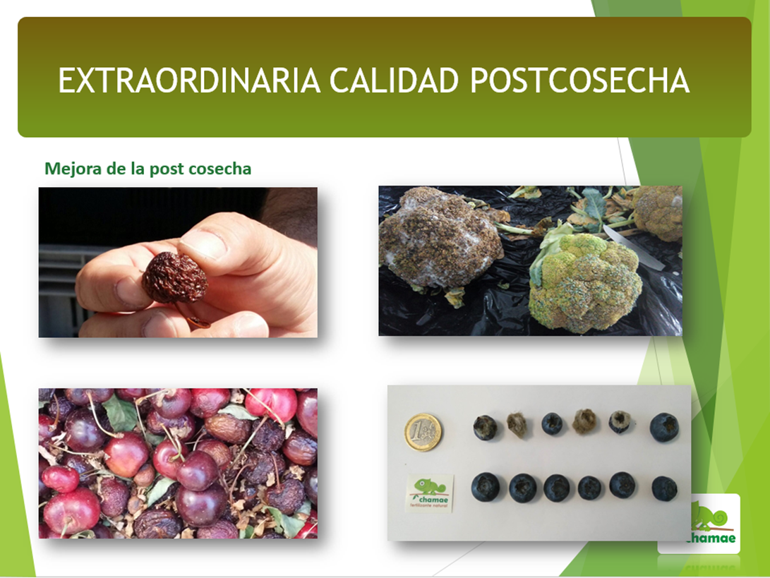 Pack Especial Huerto Ecológico Chamae. Todos Los Productos Para Tu Huerto para toda la temporada_2