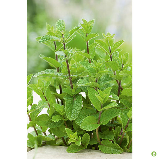 Semillas Hierbabuena (mentha Spicata)_0