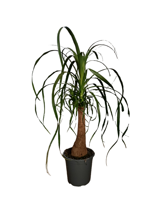 Nolina Pata De Elefante Planta De Interior Ø21 - 70 Cm