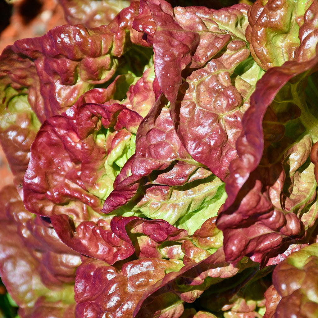 Plantón Lechuga Cuatro Estaciones - Plantabo. 3 Unidades_1