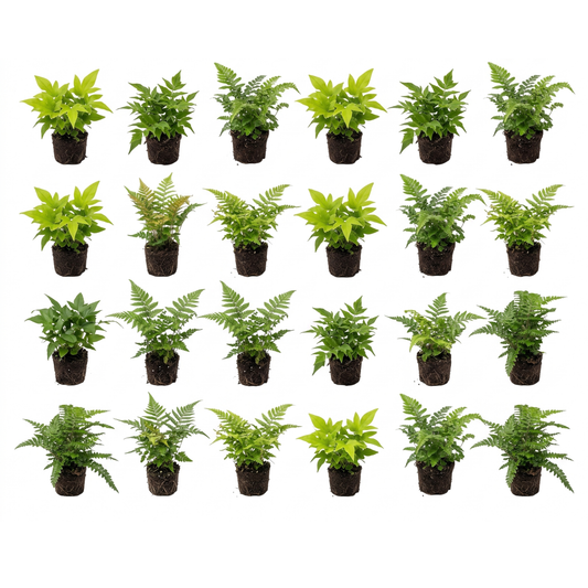 Helecho Exterior Mixto 24 Plantas P9 - Helecho Jardín Borde Estanque Resistente_0