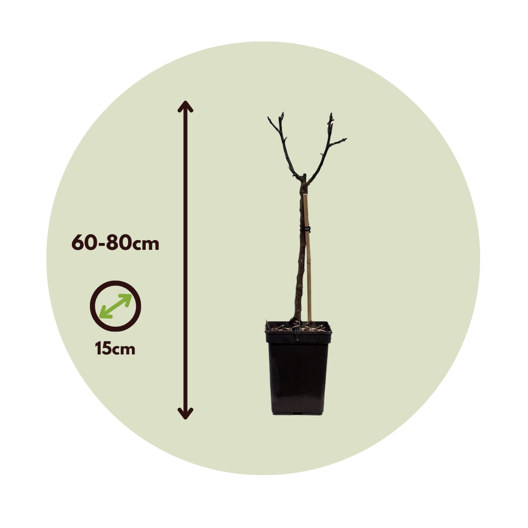 Manzano - 2 Pzs - Malus - Altura 60-80cm - ⌀15cm_2