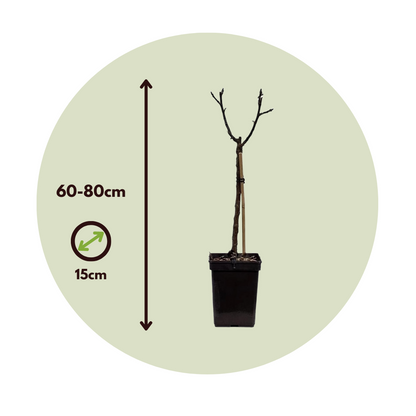 Manzano - 2 Pzs - Malus - Altura 60-80cm - ⌀15cm_2
