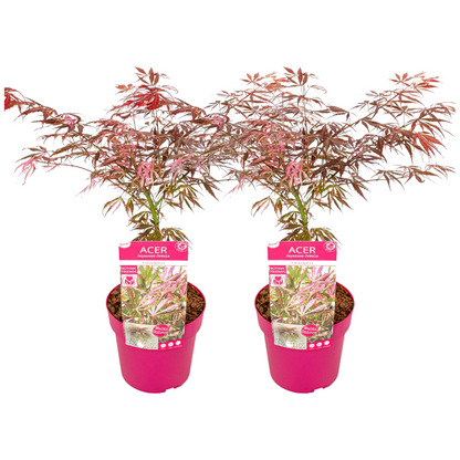 Arce Japonés - 2 Pzs - Acer Palmatum 'extravaganza' - Altura 50-60cm - ⌀19cm_0
