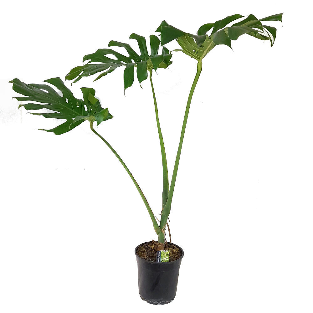 Monstera Deliciosa M24 140cm (costilla De Adán)_0