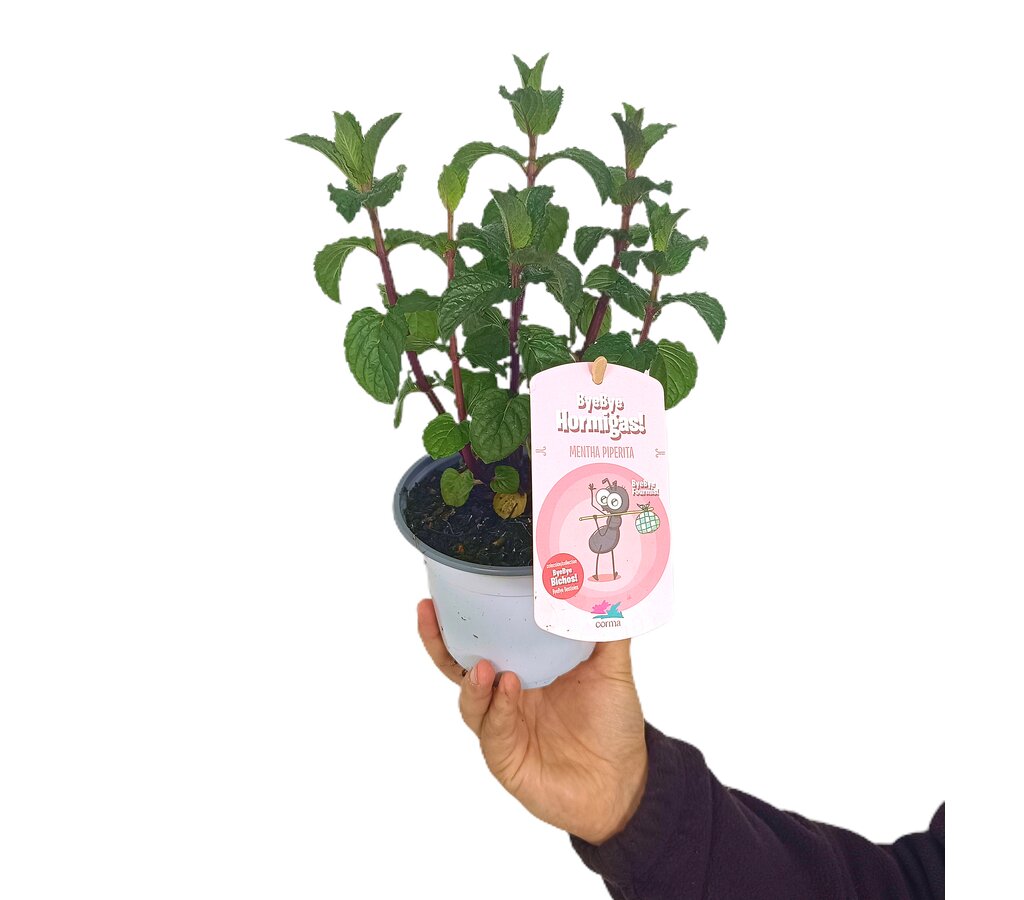 Menta Piperita M13_0