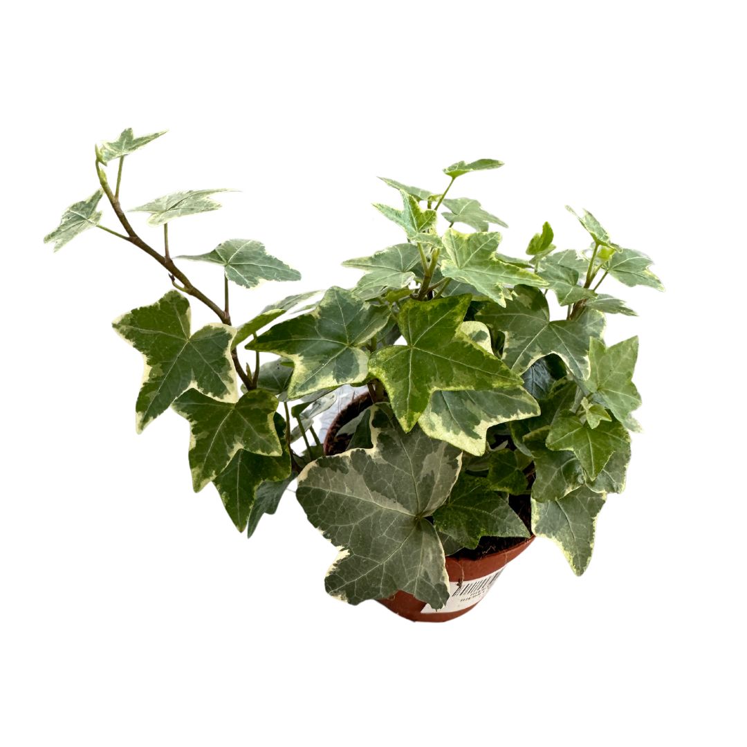 Hiedra Planta De Interior Y Exterior (hedera Spp.)