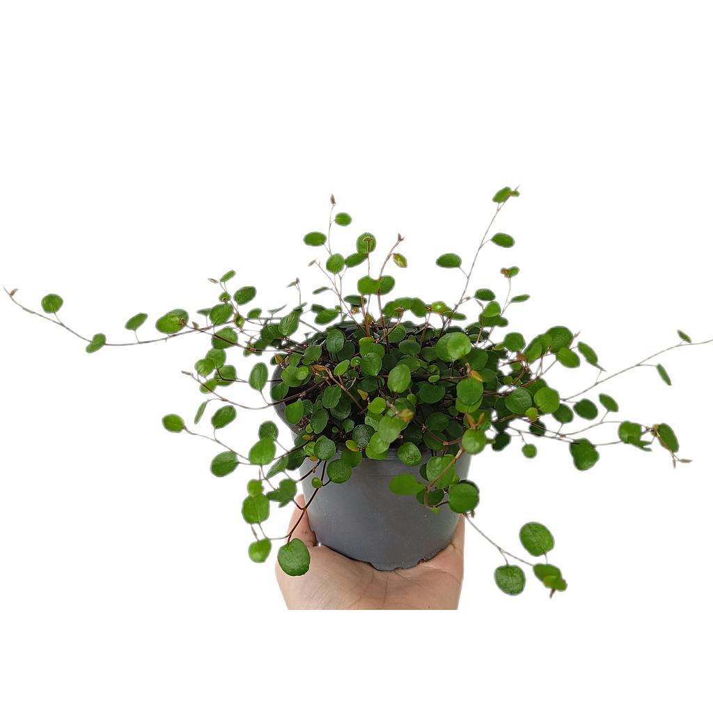 Muehlenbeckia Complexa Amor M11_0
