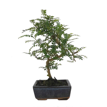Pack Iniciación Bonsai Zanthoxylum 8 Años Incluye Tijeras Y Abono_1