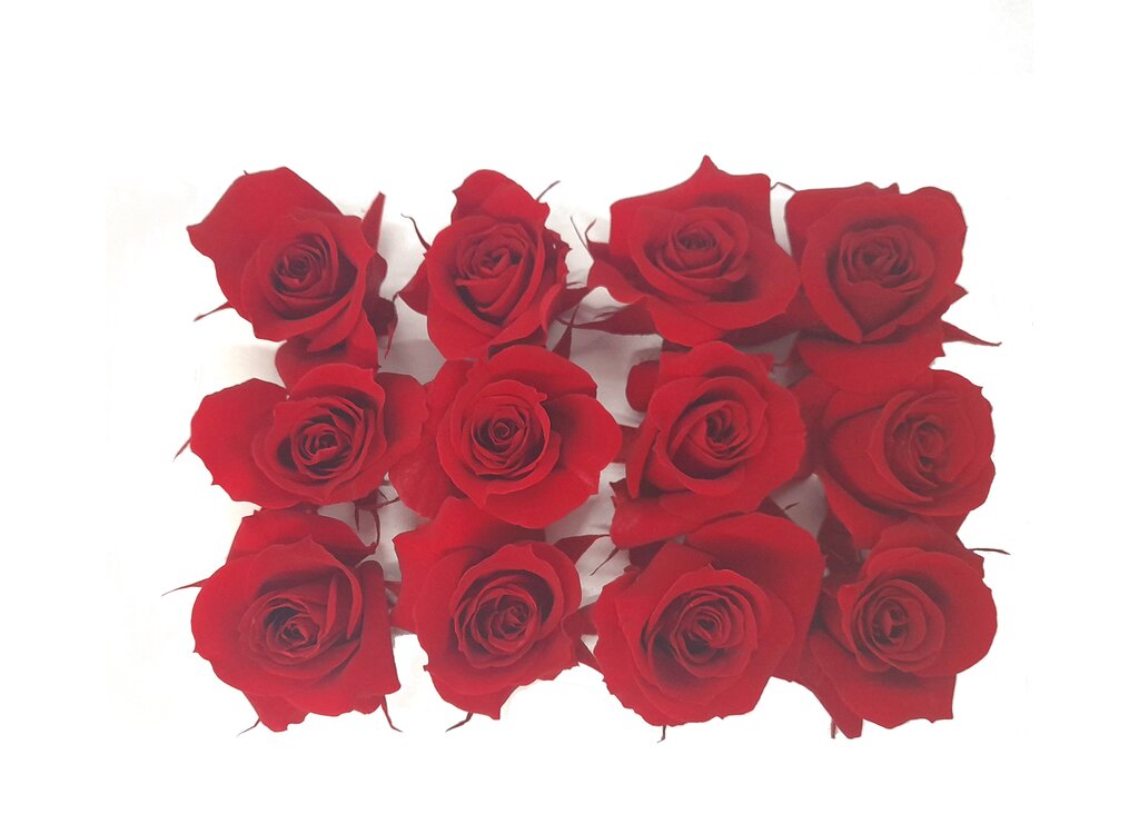 Mundo Eterno Rosas Rojas Preservadas 12 Unidades 3-4cm