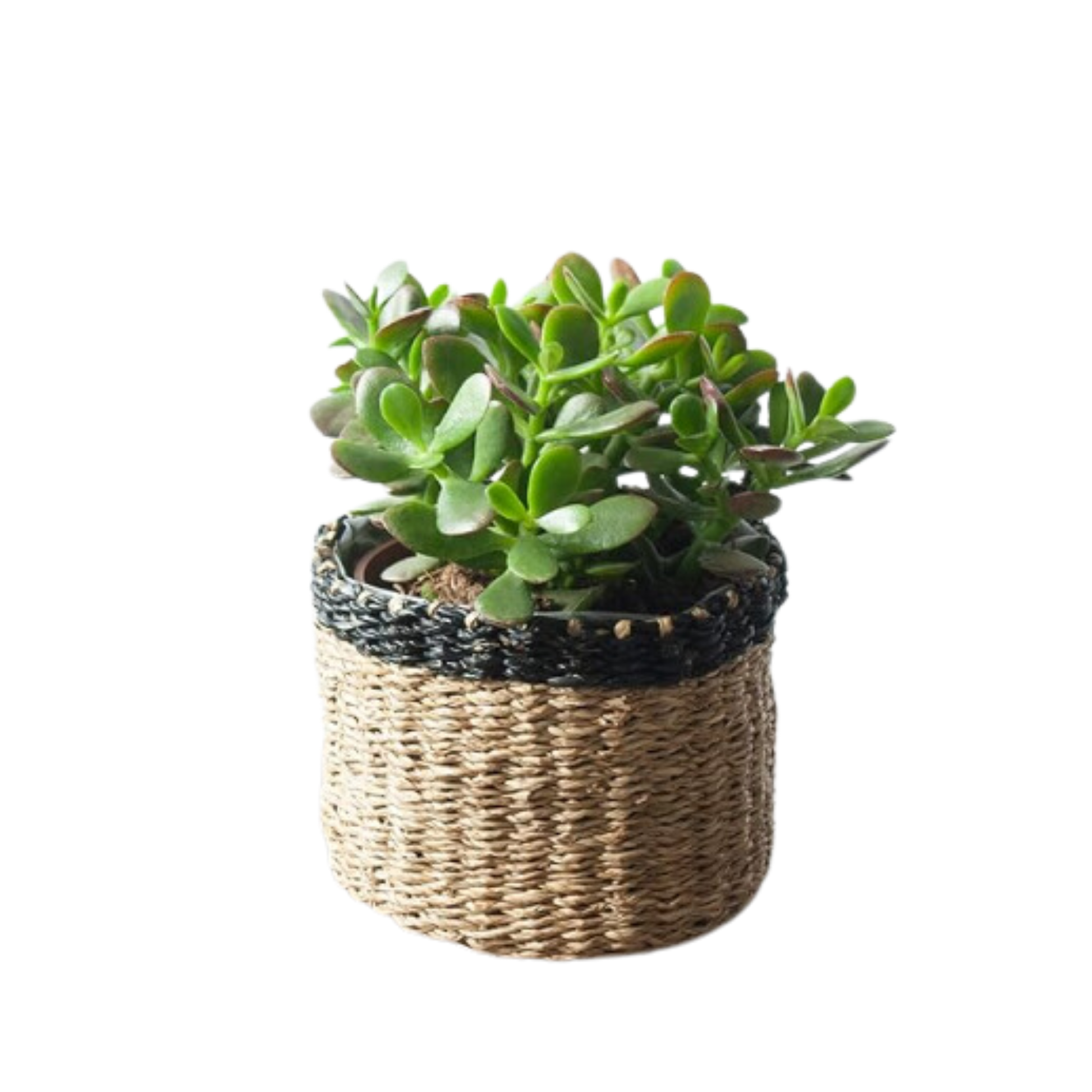 Crassula Ovata - Planta Natural Del Dinero O Arbol De Jade - En Maceta M12_2
