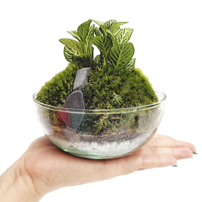 Terrario Borneo Moss Fittonia Ø12 x 12 cm