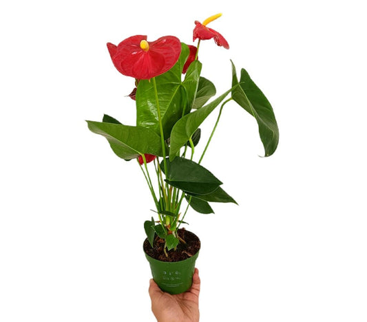 Anthurium Andreanum Champion M12 40cm_0