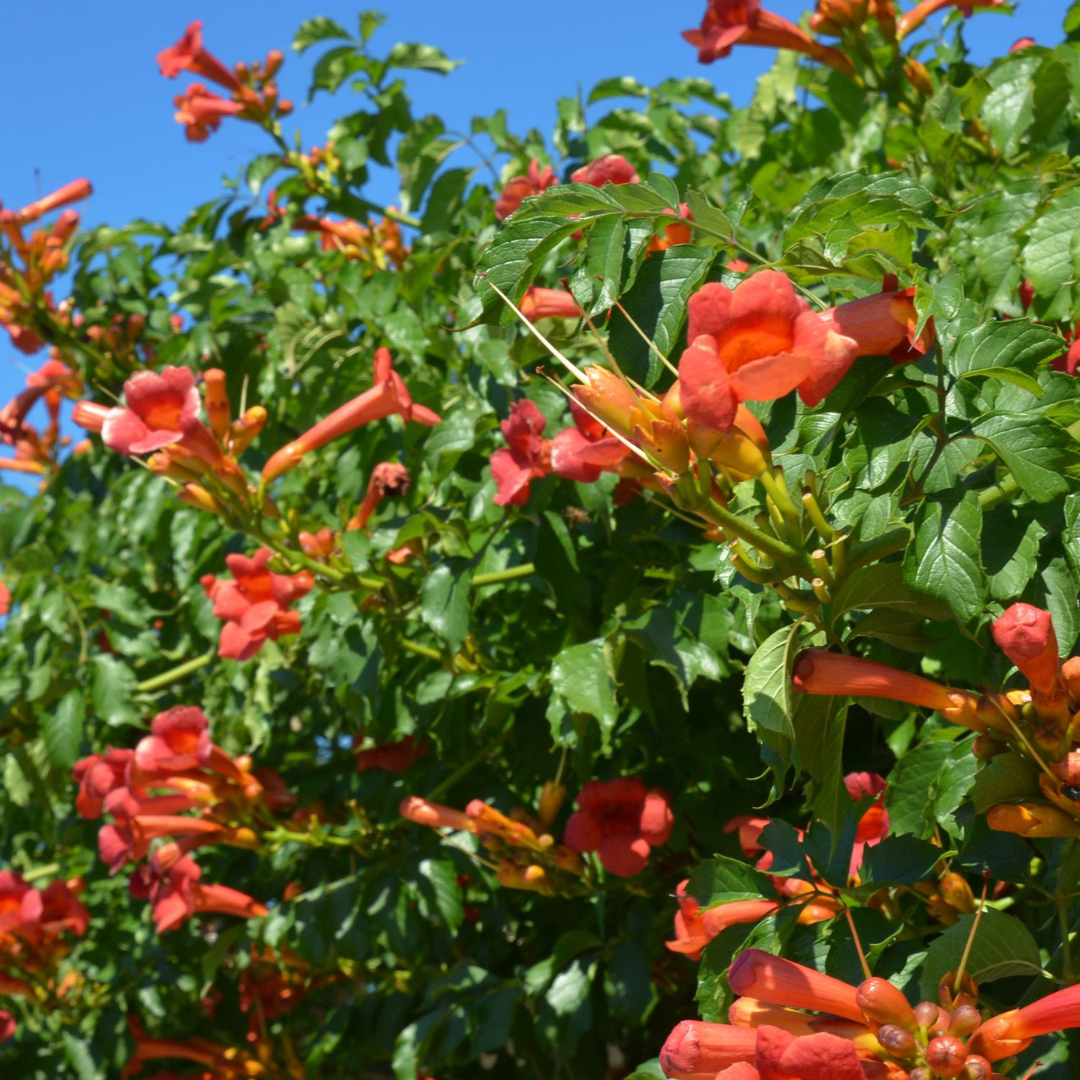 Trompeta Dorada - Campsis Taglibuana 'mme Galen' - Altura 110-120cm - ⌀17cm_1