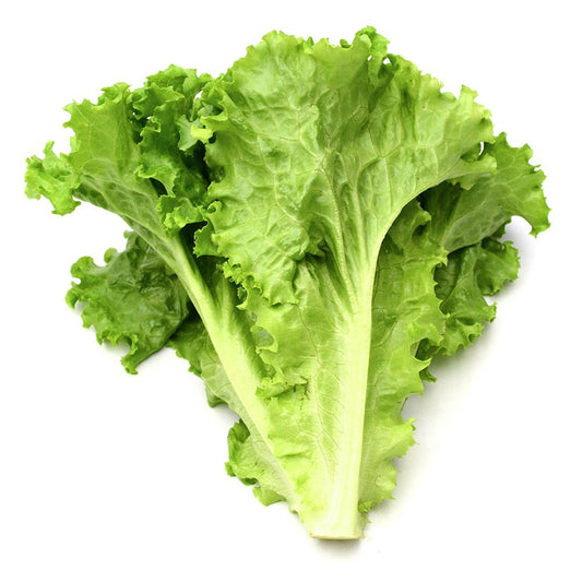 Lechuga Verde De Conil. 1 PIEZA ± 1´5 KG_0