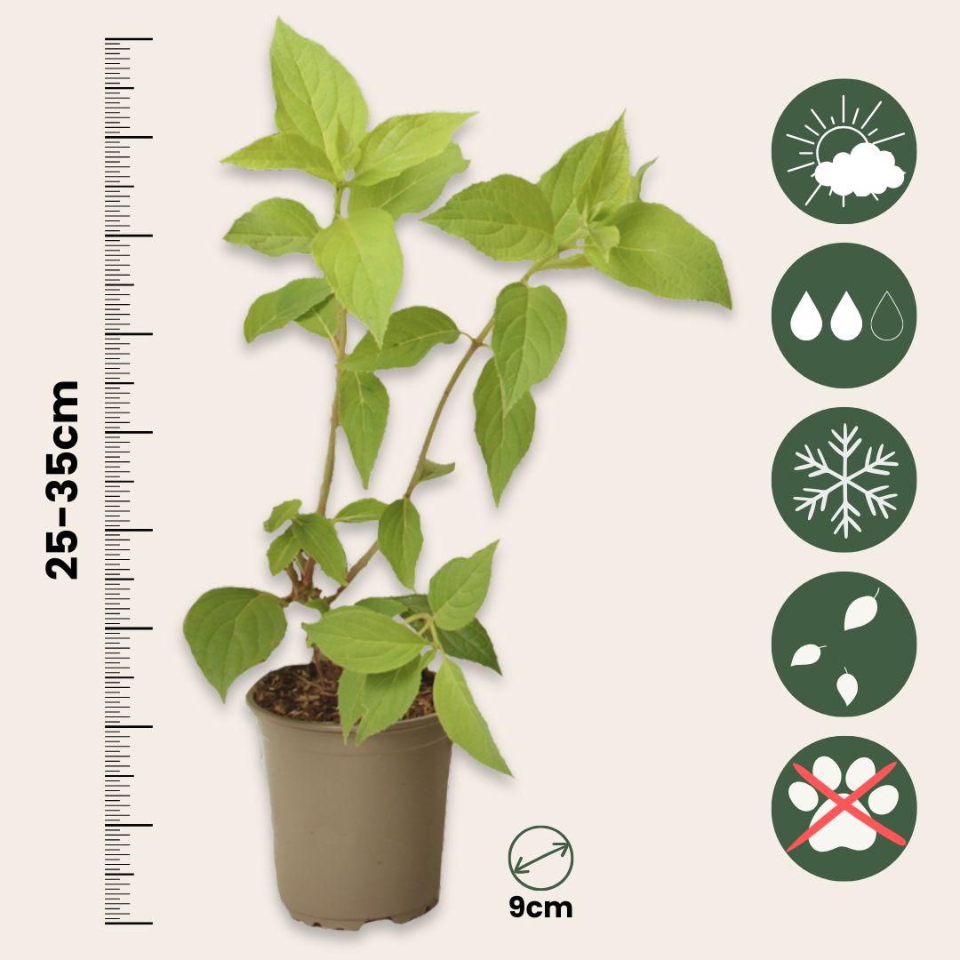 Hortensia - 3 Pzs - Hortensia Paniculata - Altura 25-35cm - ⌀9cm_2