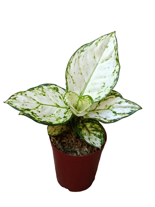 Aglonema Blanca Planta De Interior Ø9_0