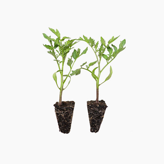 Plantón Tomate Cherry Pera Rojo 6 Unidades - Plantabo_0