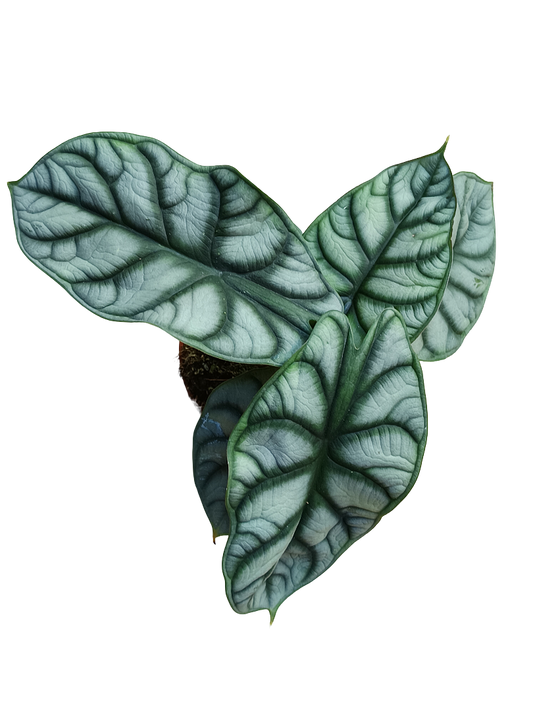 Alocasia Silver Dragon Planta De Interior Ø12