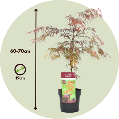 Arce Japonés - 2 Pzs - Acer Palmatum 'garnet' - Altura 60-70cm - ⌀19cm_2