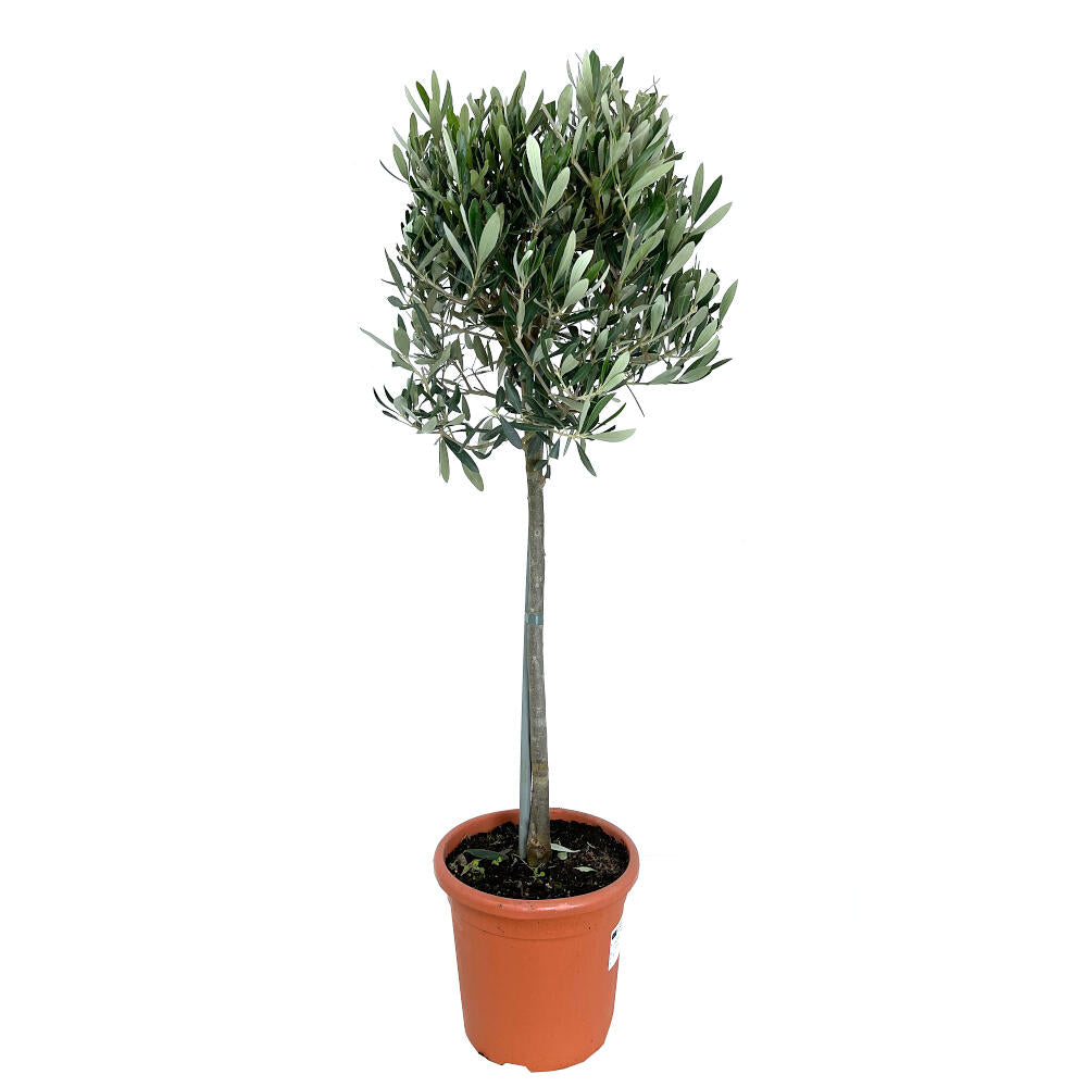 Olivo Copa M20  95cm