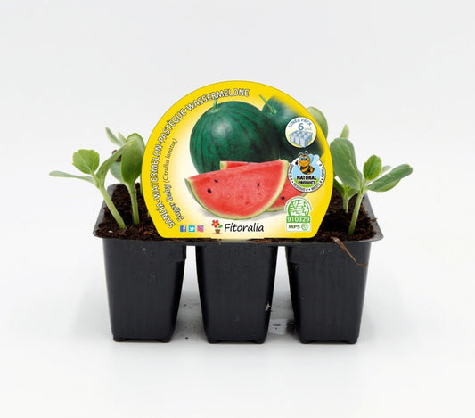 Pack plantones sandía Sugar Baby 6 ud. natural - Fitoralia_0