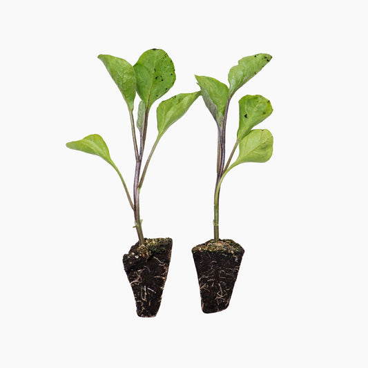 Plantón Berenjena Larga Negra 6 Unidades - Plantabo_0