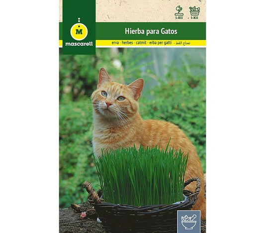 Semillas Hierba Para Gatos