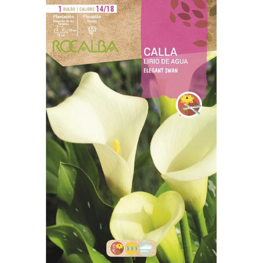 Bulbo Calla Lirio de Agua Blanca Elegant Swan 1 unidad (14/18)