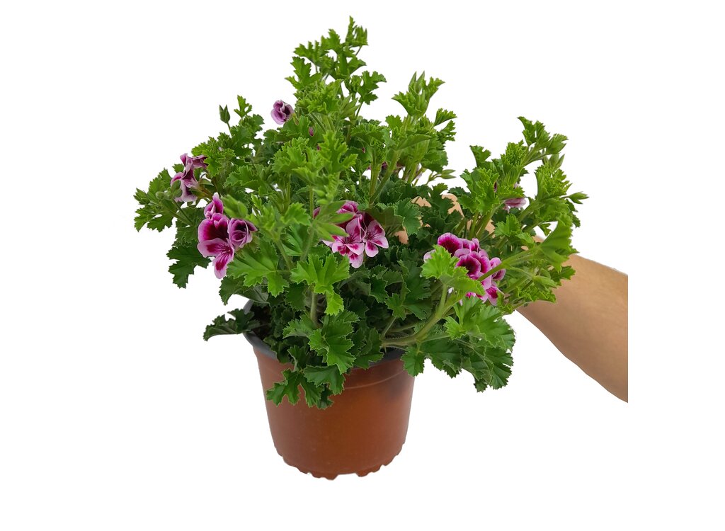 Pelargonium Citrodorum M14 (geraneo Limón)_0