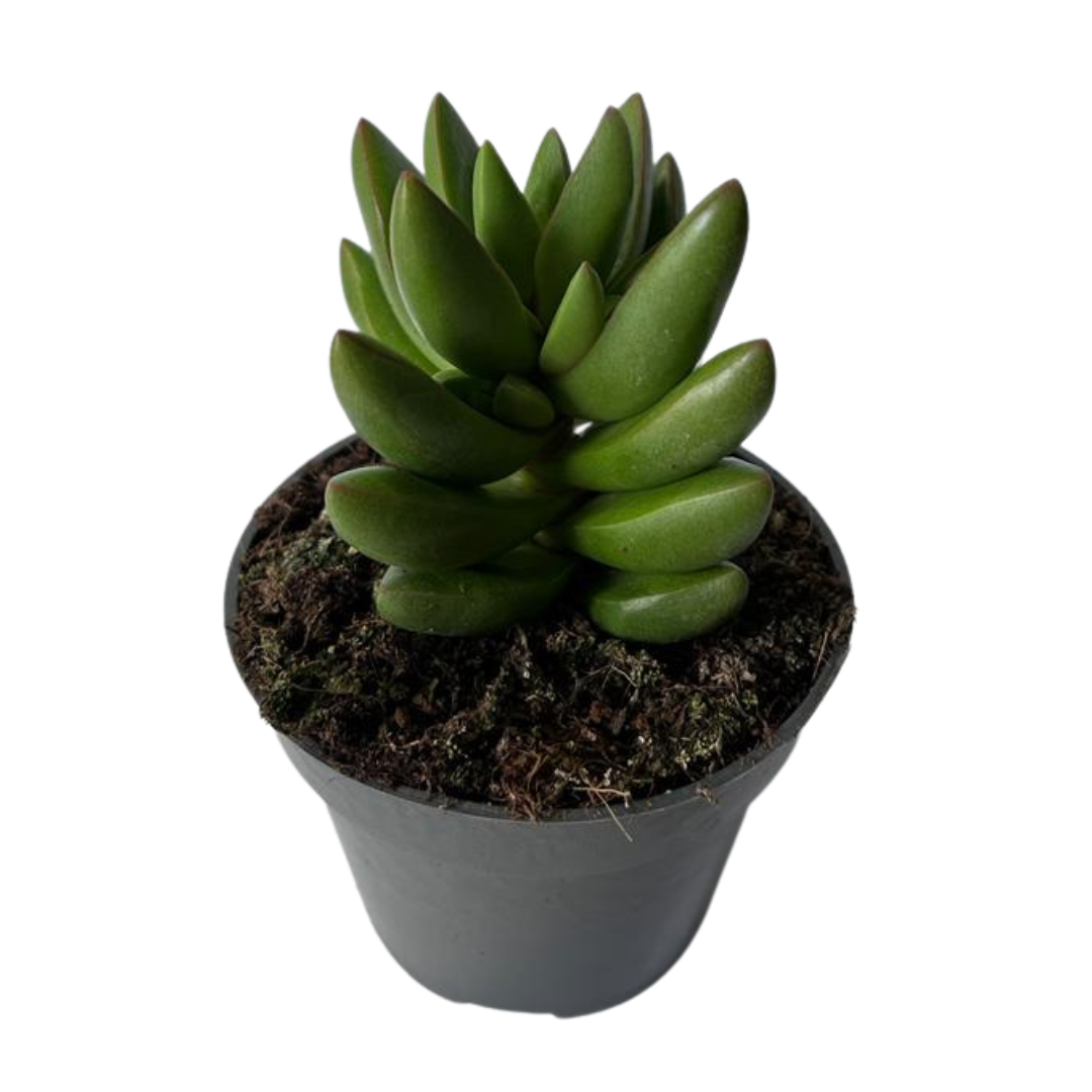 Crassula Ben Suculenta Que Crece En Forma De Cruz