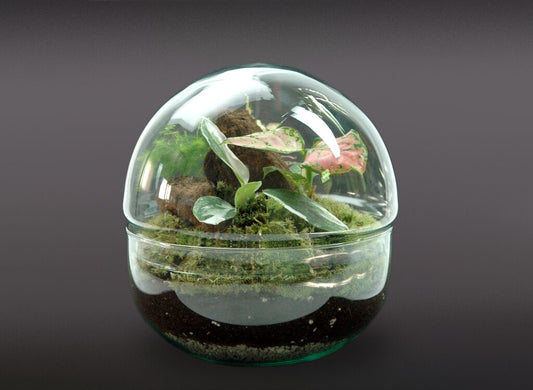 Nanogarden Terrario Ball Mix 4p 20x20cm