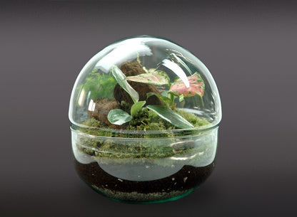 Nanogarden Terrario Ball Mix 4p 20x20cm_0