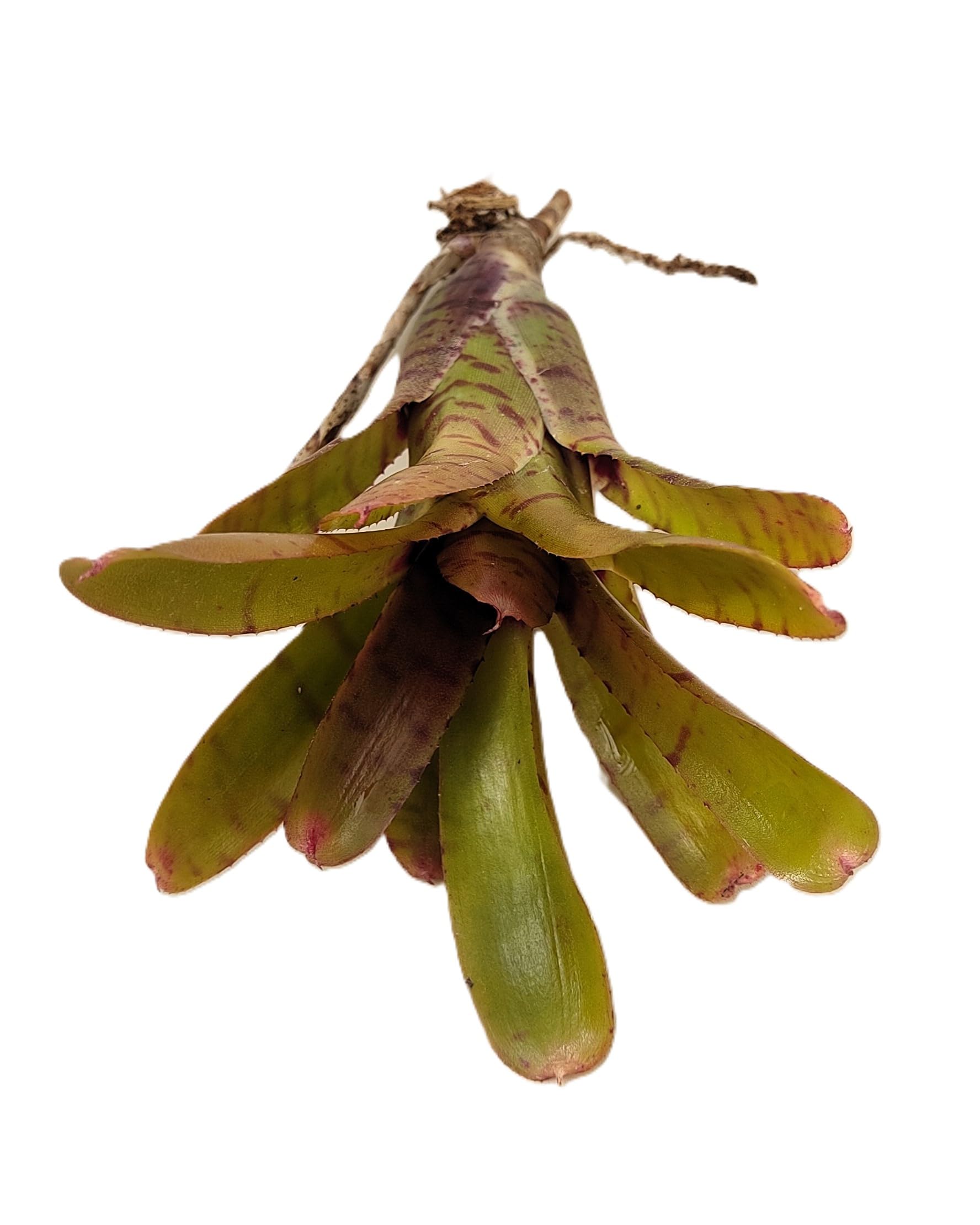 Neoregelia 'Thera'; bromelia verde colorida; Curiosarium; altura 10 cm, diámetro 12 cm, sin sustrato_4