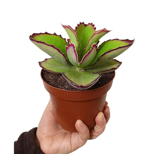 Kalanchoe Synsepala M13_0