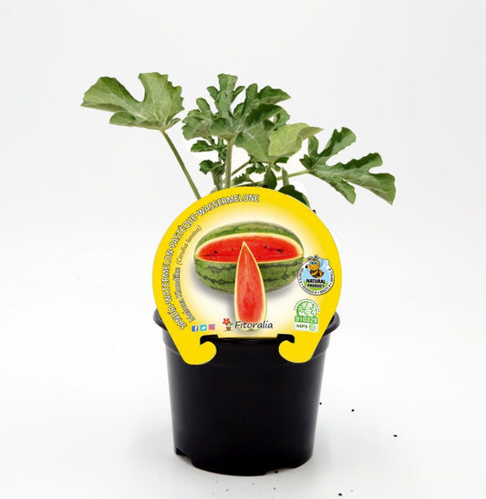 Plantón sandía melona en maceta 10,5 cm. natural - Fitoralia_0