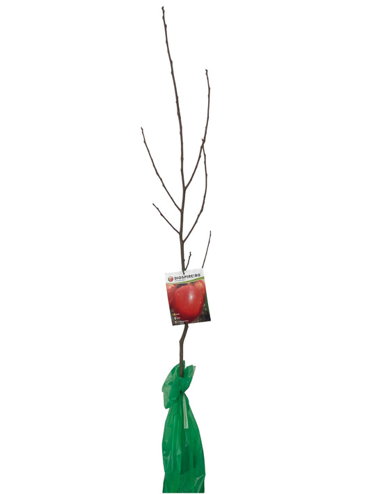 Frutal Kaki Rojo Brillante Cepellón 140 CM_0
