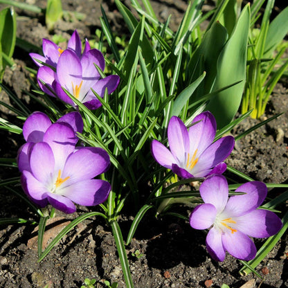 Crocus Tommasinianus - 200 Pzs - Crocus 'ruby Giant' - Bulbos De Flores