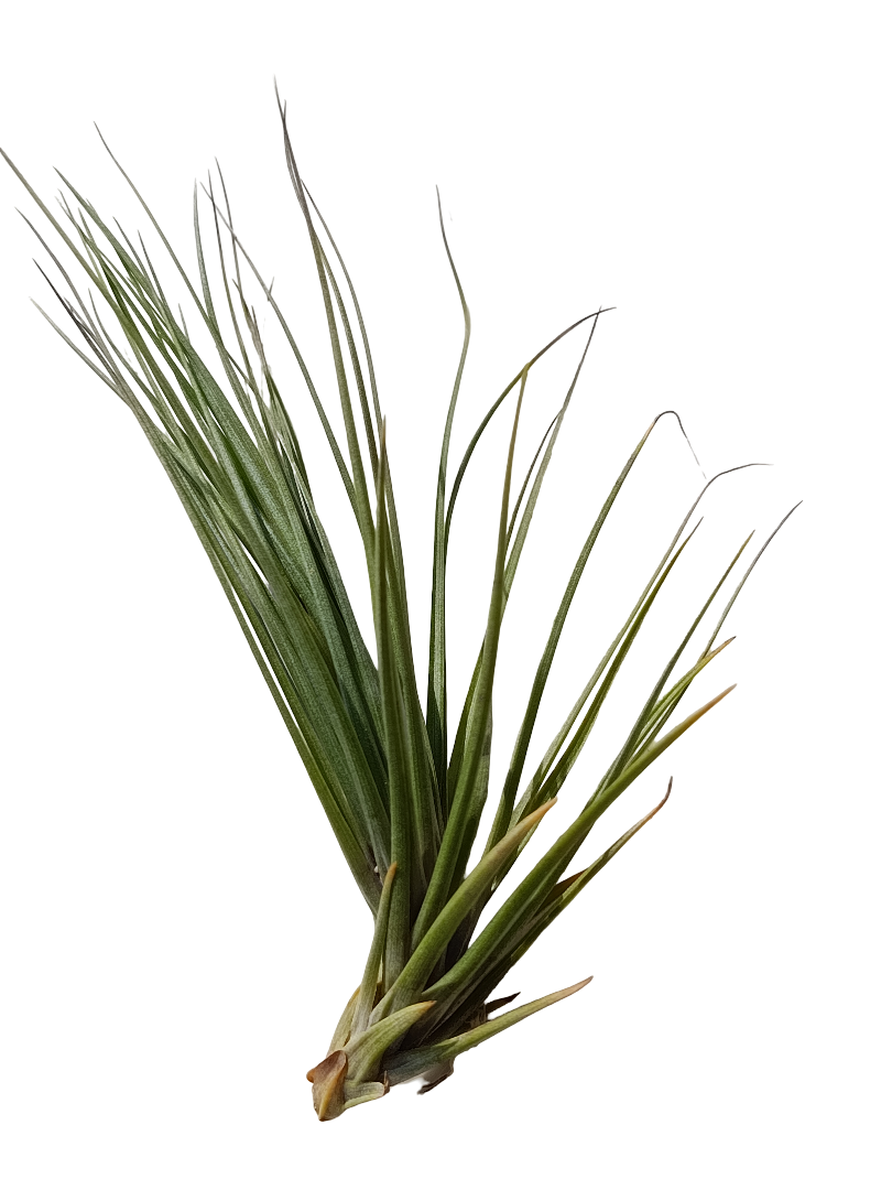 Tillandsia Seideliana Planta Natural Clavel Del Aire_0