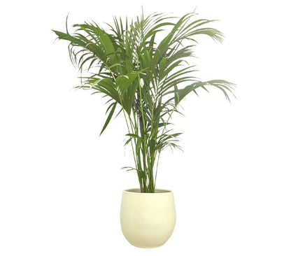 Macetero De Cerámica Peracort Blanco 42x39cm_2