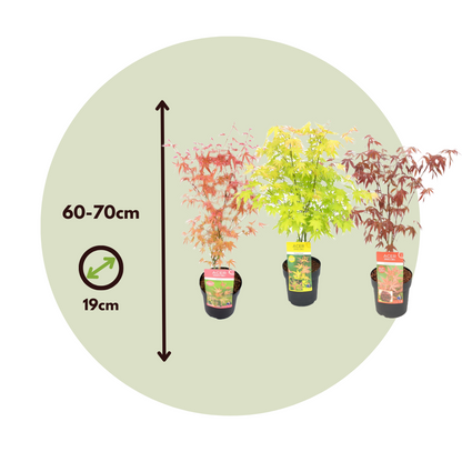 Arce Japonés - 3 Pzs - Acer Palmatum - Altura 60-70cm - ⌀19cm_2