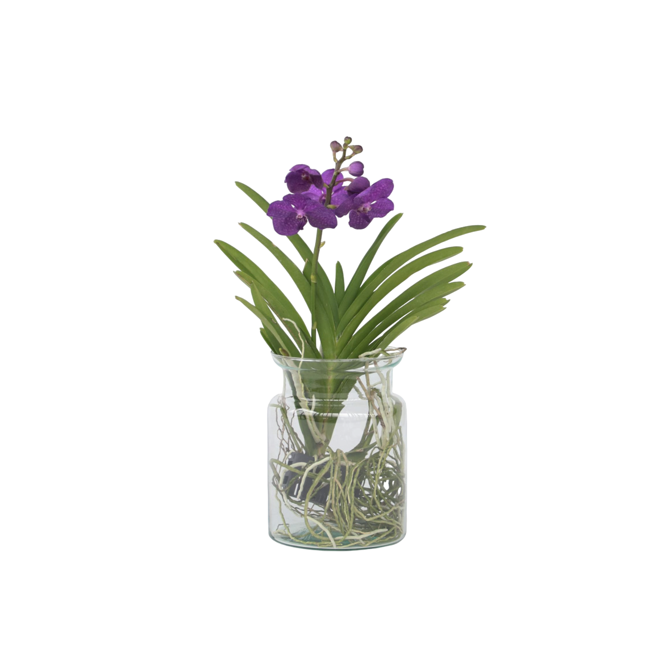 Orquídea Vanda - Vanda 'blue' - Altura 40-50cm - ⌀14cm