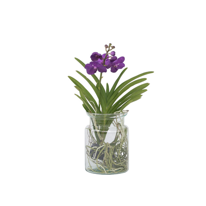 Orquídea Vanda - Vanda 'blue' - Altura 40-50cm - ⌀14cm