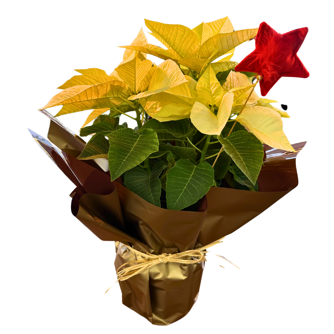 Poinsettia Blanca M17: Elegancia Y Pureza Para Tu Navidad_0
