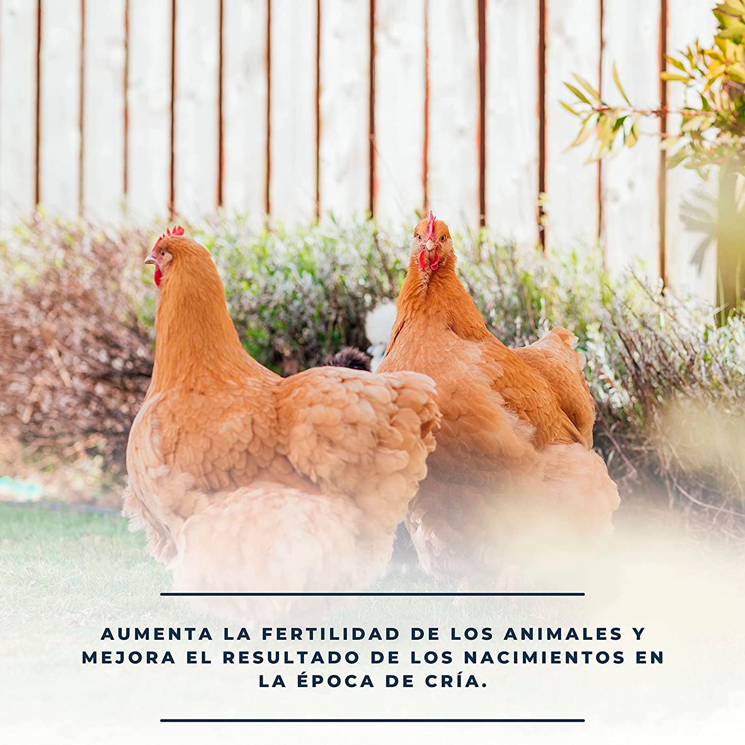 SoluFértil 1L - Reproducción aves - Vitamina E, selenio y oligoelementos esenciales durante la época de puesta_3