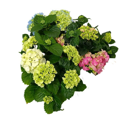 Hortensia Variada M13_0