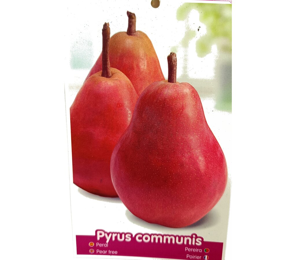 Peral Magallón M25 150cm_1