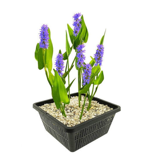 Pontederia Cordata Planta Estanque - Set 4 Plantas Con Cesta Y Sustrato Completo_0