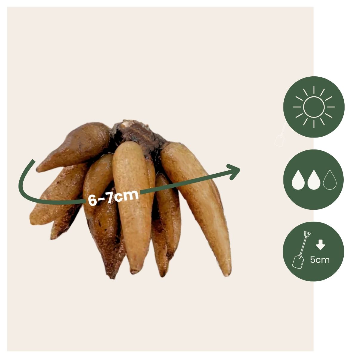 Ranúnculo - 80 Pzs - Ranunculus - Bulbos De Flores